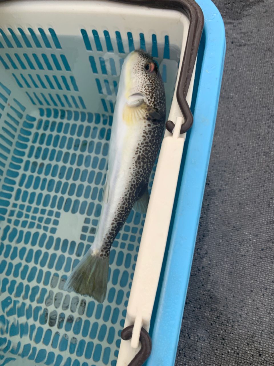 kunisanさんの釣果 1枚目の画像