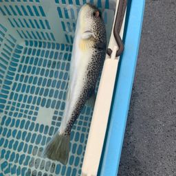 ショウサイフグ