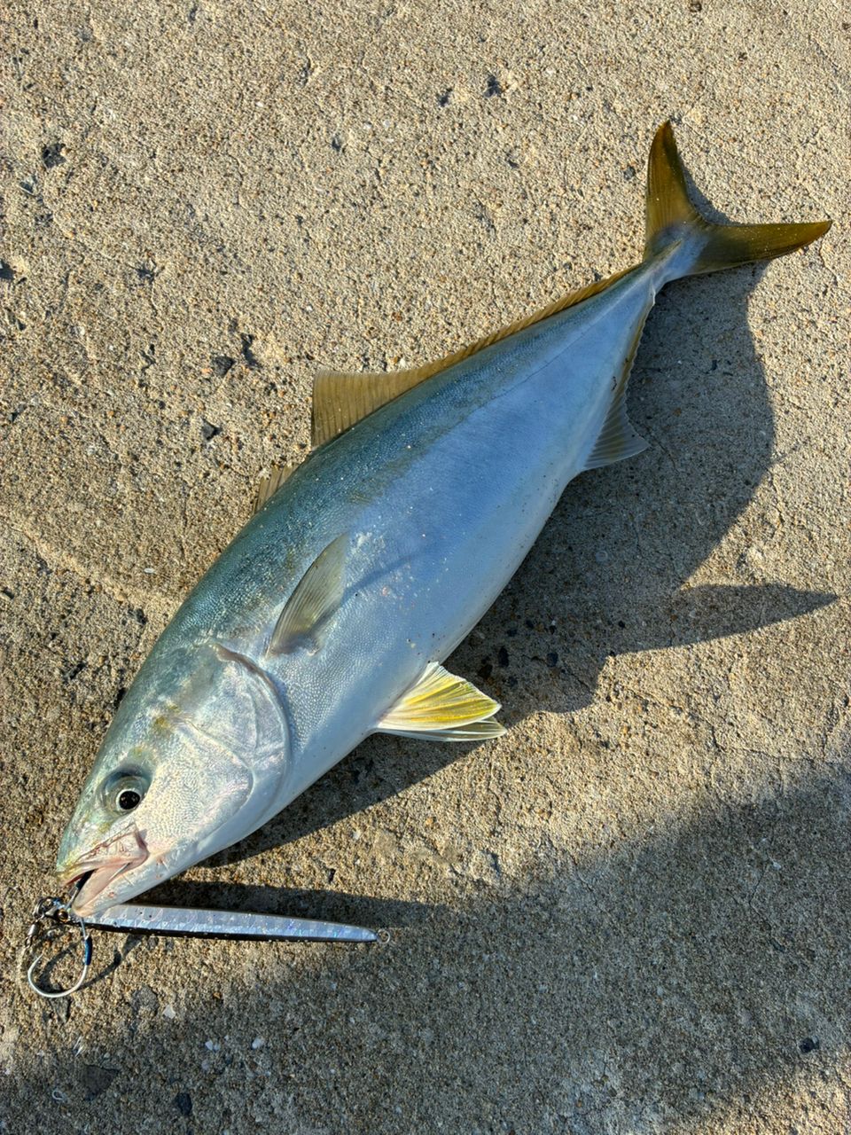 SHIMANO 21コルトスナイパーBB S106MHの最安値・インプレ・釣果 | 本音