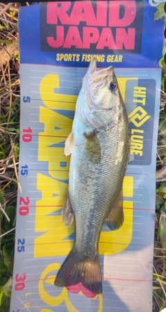 ラージマウスバスの釣果