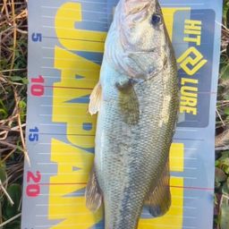 ラージマウスバス