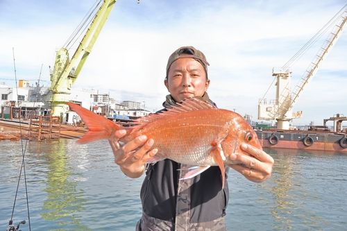 マダイの釣果