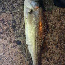 セイゴ（マルスズキ）