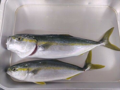 天神川河口（鳥取）