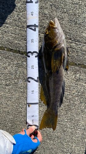 アイナメの釣果