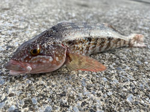 アイナメの釣果