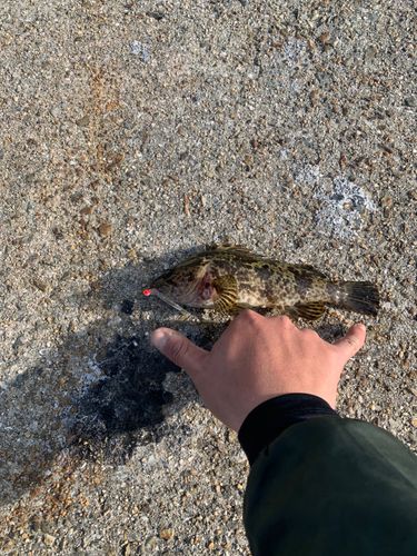 タケノコメバルの釣果