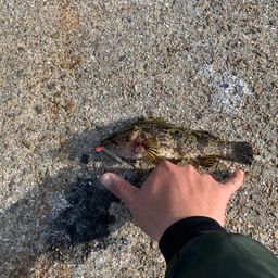 タケノコメバル