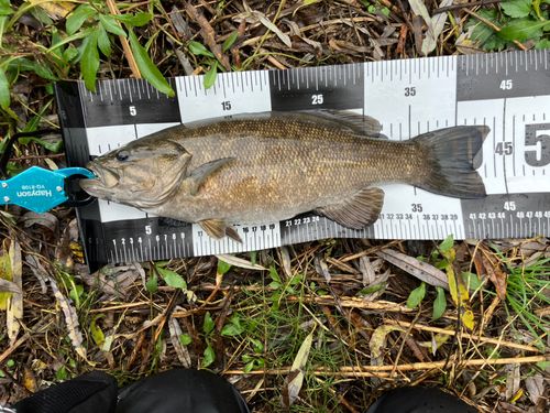 スモールマウスバスの釣果