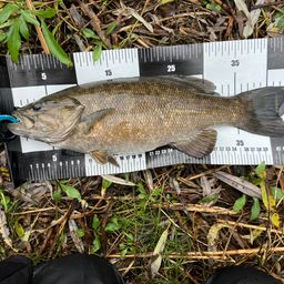 スモールマウスバス