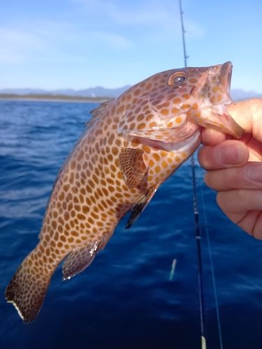 オオモンハタの釣果