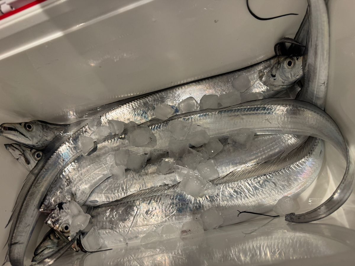 釣りが大好きさんの釣果 2枚目の画像