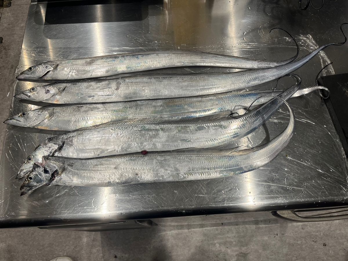 釣りが大好きさんの釣果 3枚目の画像