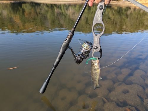 ブラックバスの釣果