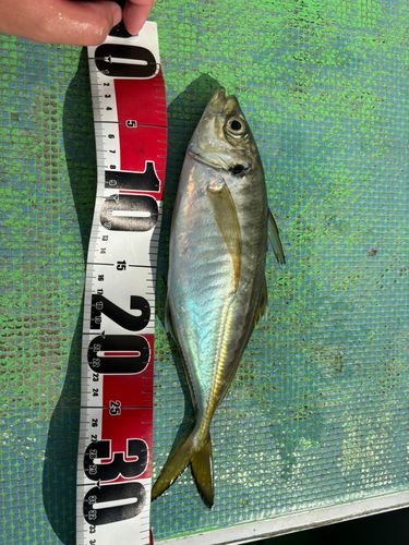 マアジの釣果