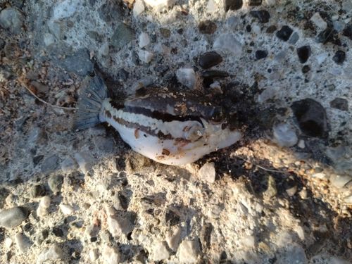 キタマクラの釣果