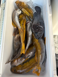 アイナメの釣果