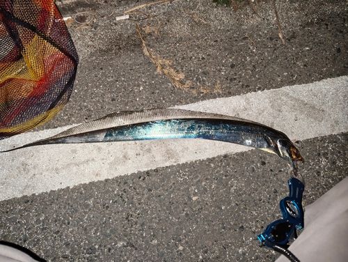 タチウオの釣果