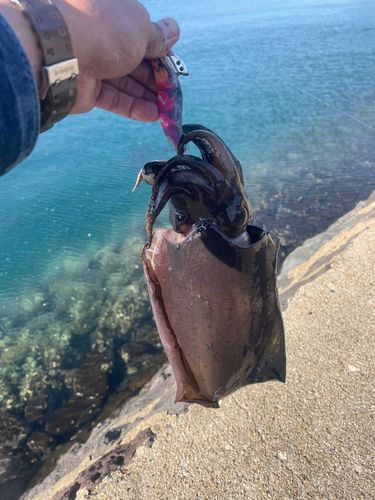 コウイカの釣果