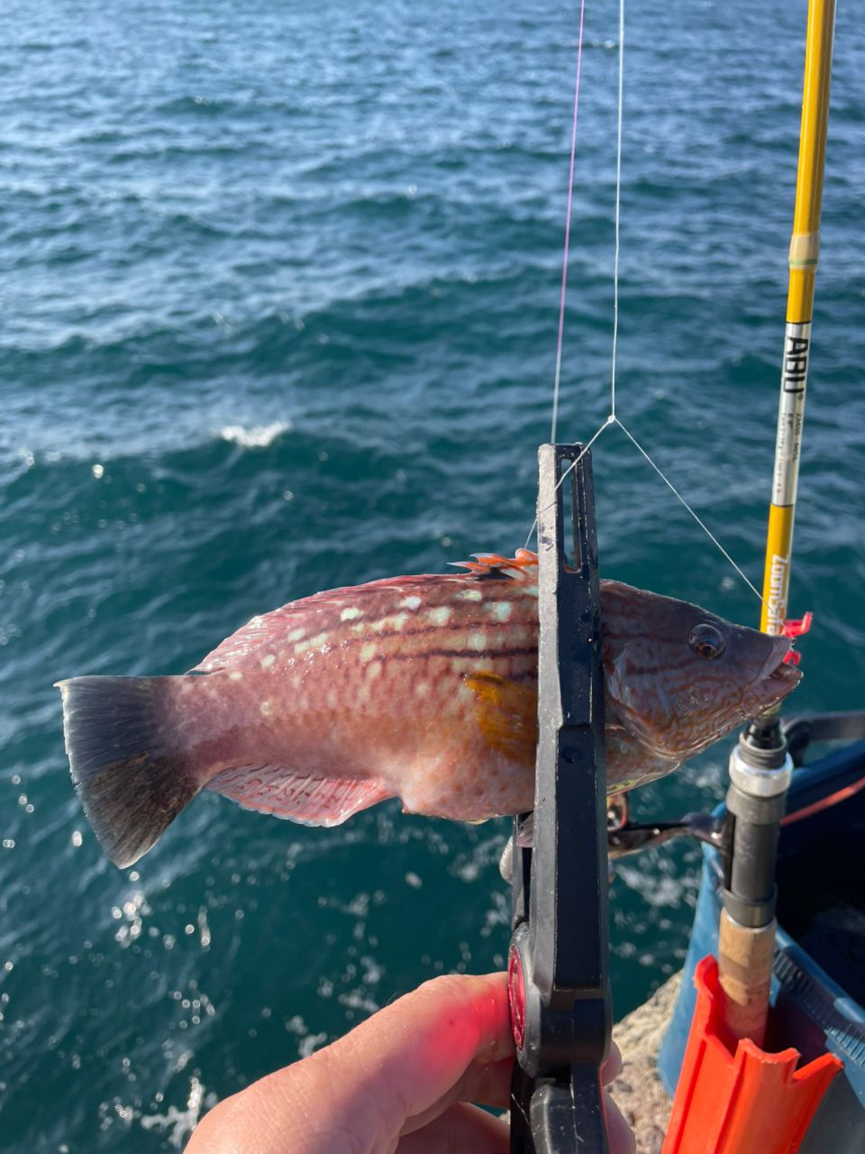 AbuGarcia ズームサファリ ZMSS-605Lの最安値・インプレ・釣果 | 本音