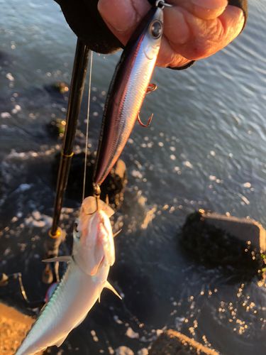 サバの釣果