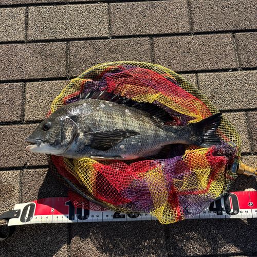 クロダイの釣果