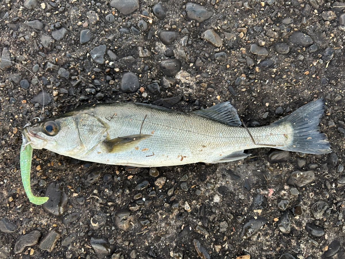 bob9さんの釣果 2枚目の画像