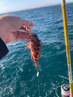 アラカブの釣果