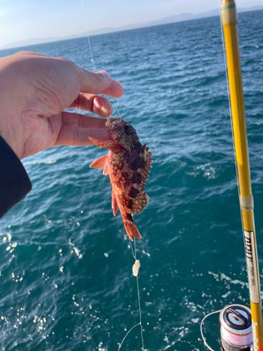アラカブの釣果