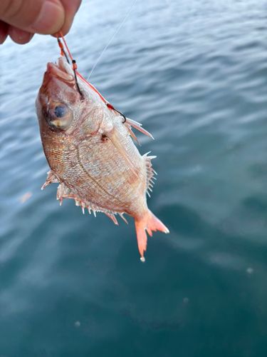 マダイの釣果