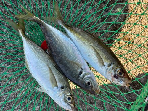 マアジの釣果