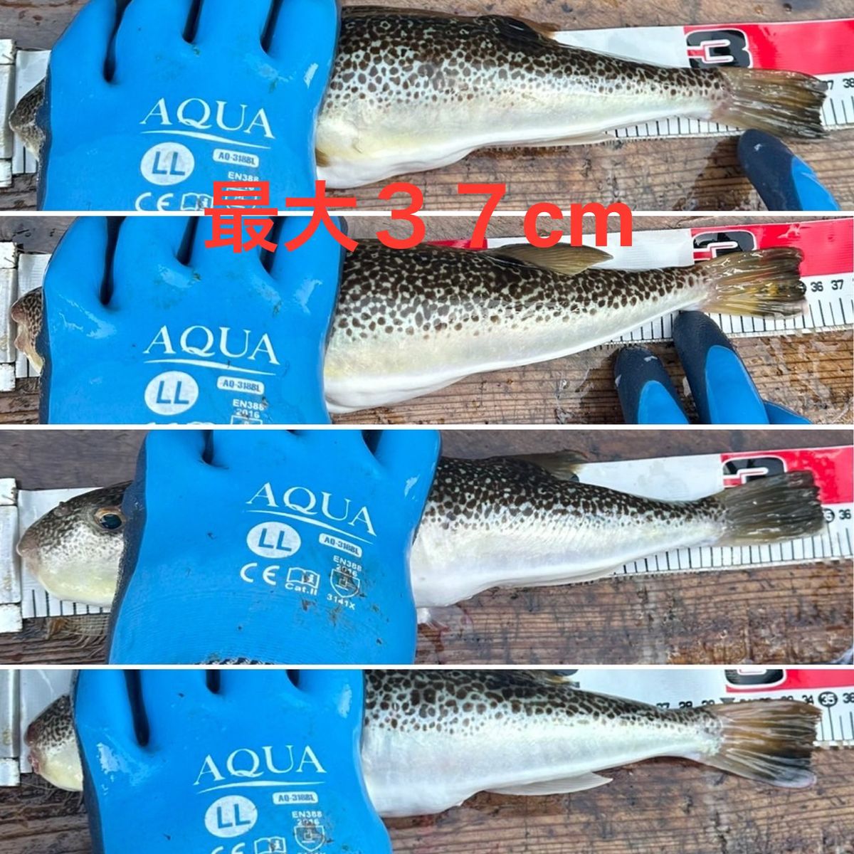 剛丸@古宮漁港さんの釣果 3枚目の画像