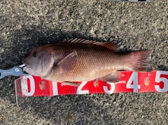コブダイの釣果