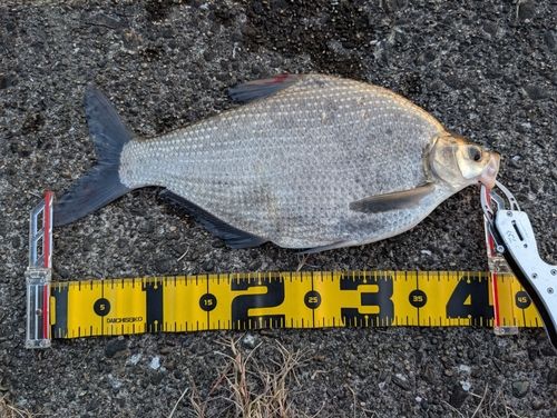 ダントウボウの釣果