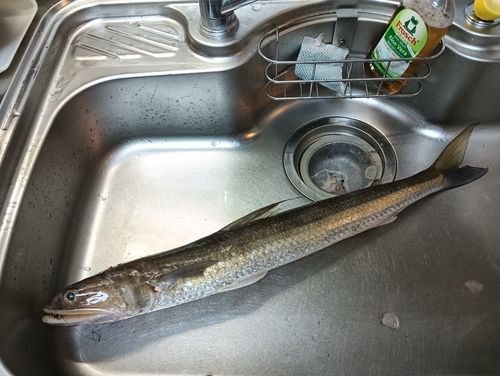 タチウオの釣果