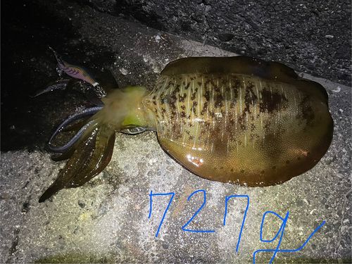 アオリイカの釣果