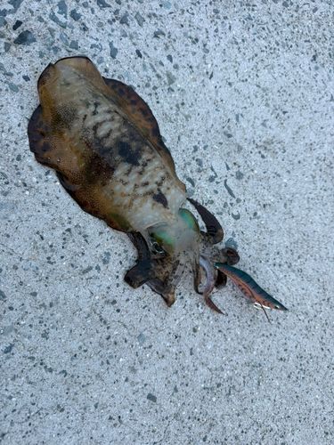 アオリイカの釣果