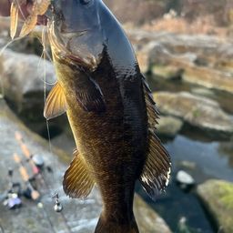 スモールマウスバス