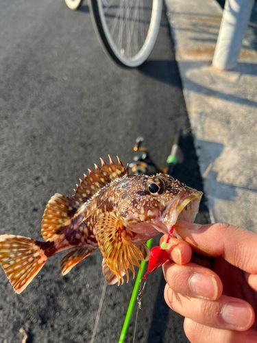 カサゴの釣果