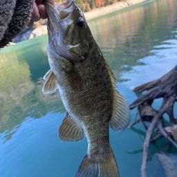 スモールマウスバス