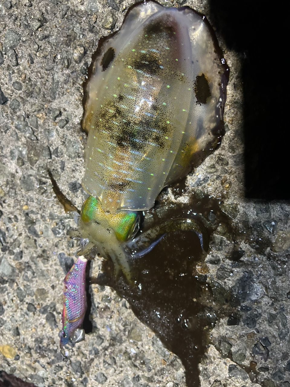 SHIMANO 23ヴァンキッシュ 2500Sの最安値・インプレ・釣果 | 本音の