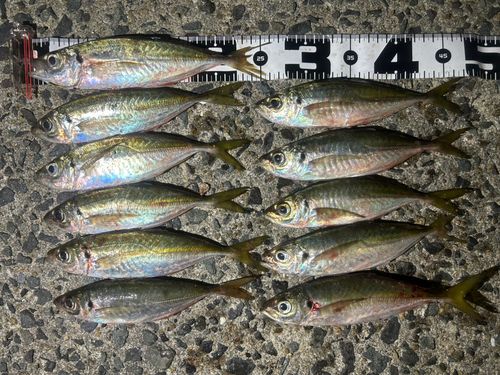マアジの釣果