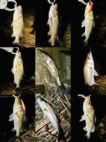 シーバスの釣果