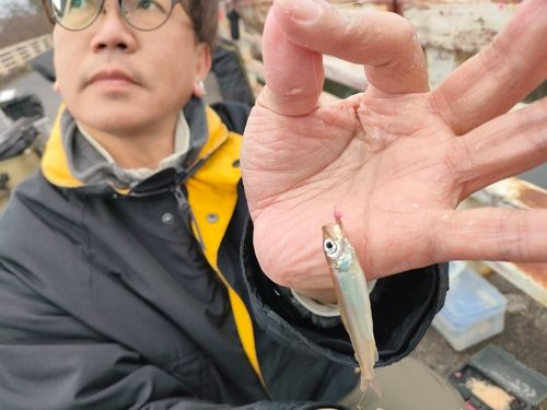 ワカサギの釣果