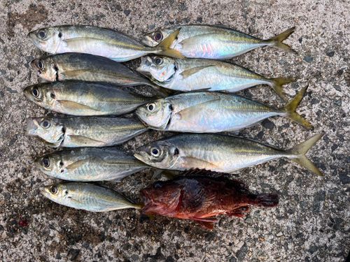 アジの釣果
