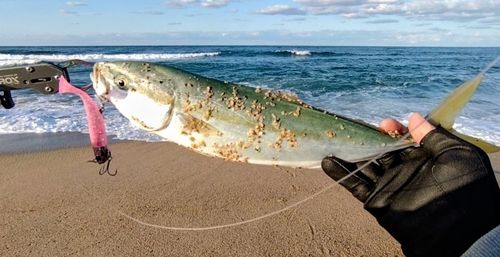 ハマチの釣果