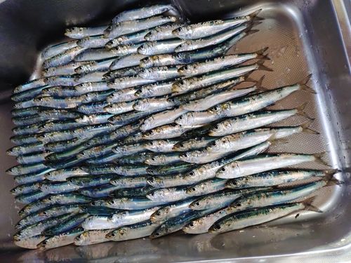 マイワシの釣果