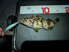 タケノコメバルの釣果
