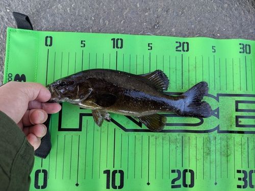 スモールマウスバスの釣果