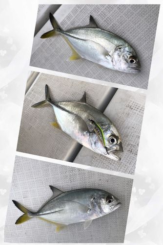 メッキの釣果
